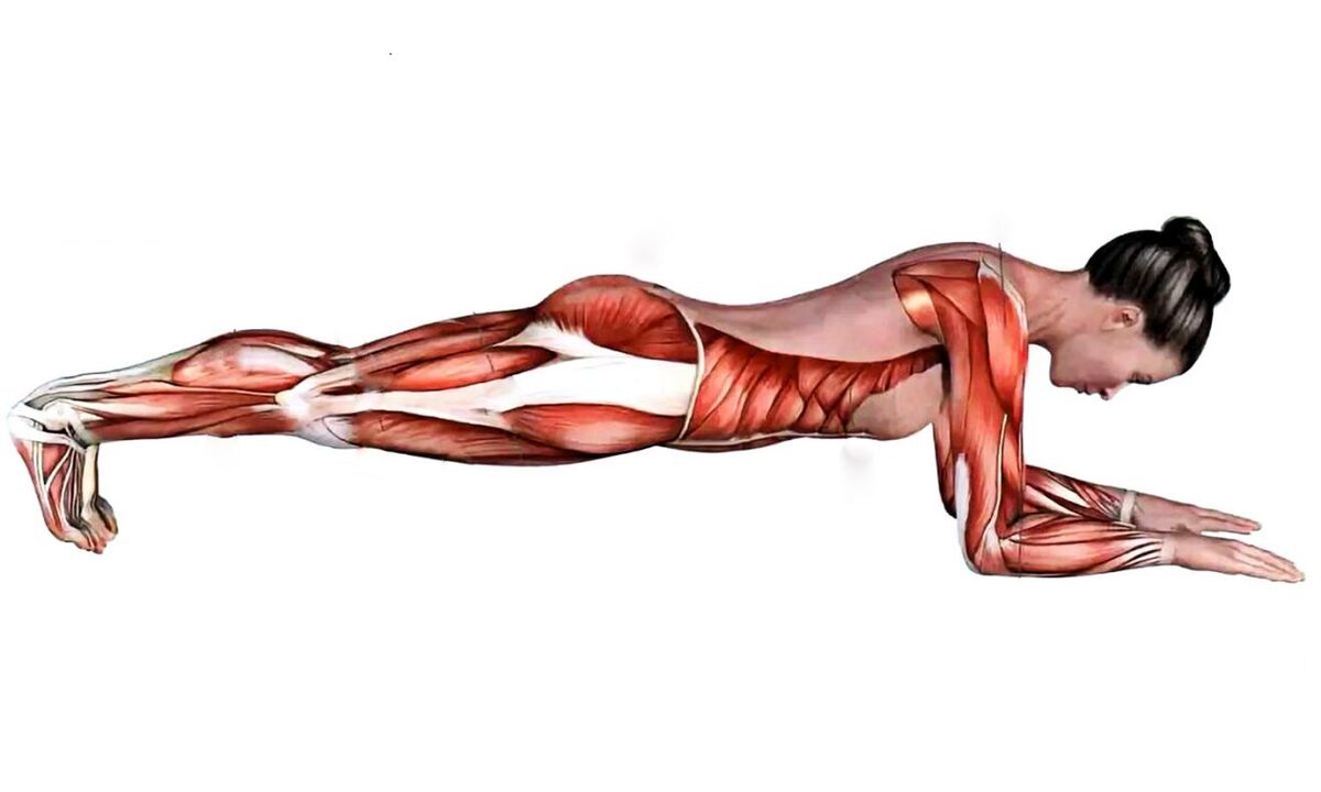 what muscles work on a plank